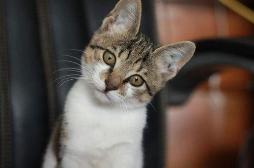 娱乐吃瓜君小猫咪,揭秘娱乐圈那些不为人知的幕后故事