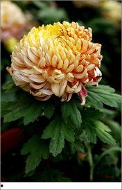 菊花图片和介绍,探寻自然之美与人文情怀